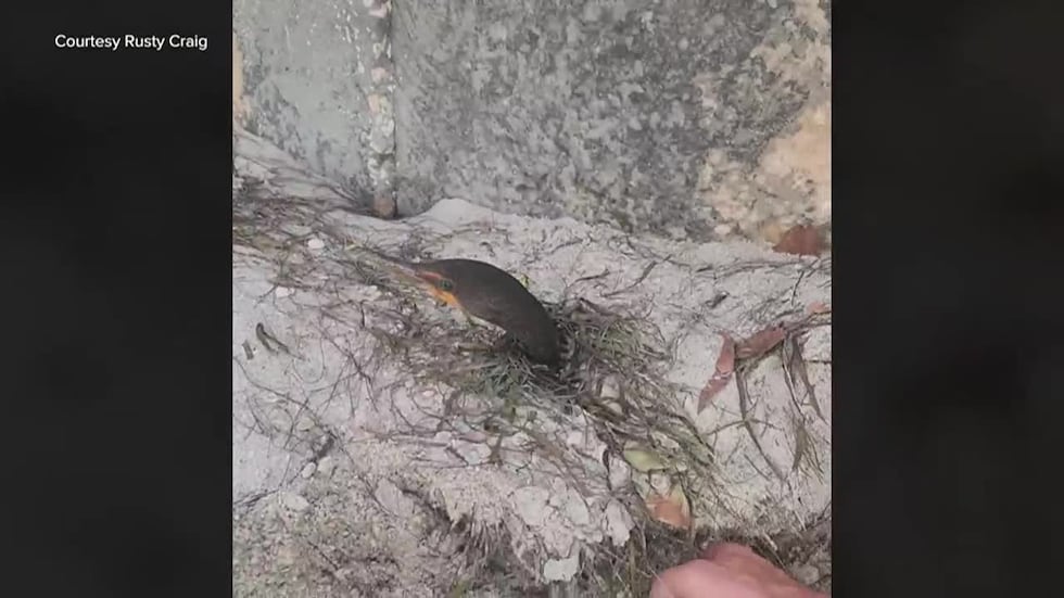 Seabirds found buried alive by Hurricane Milton have been rescued and are now on the mend.