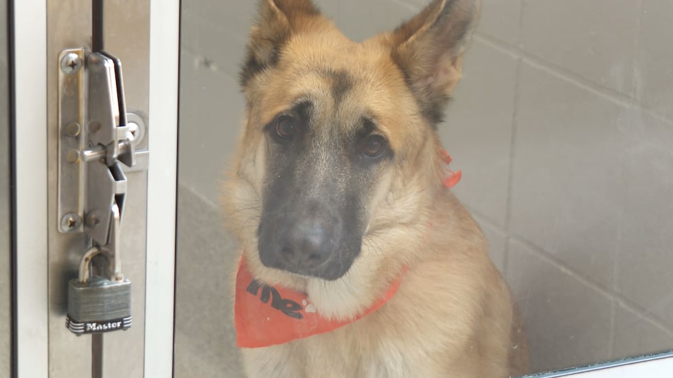 The Nebraska Humane Society started daily playgroups for dogs to help socialize them, making...