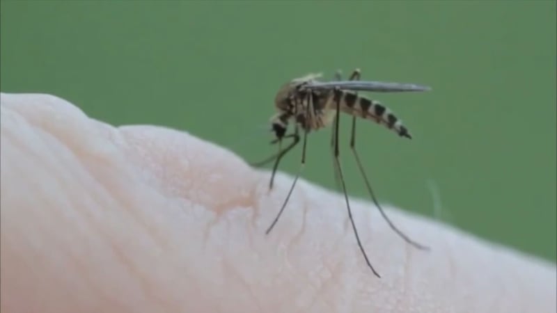 While still rare, West Nile Virus is the most common disease the can be contracted from a...